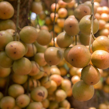 Baccaurea Ramiflora Seeds