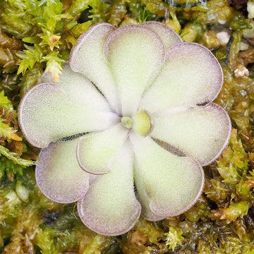 Pinguicula Seeds – Cyclosecta