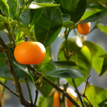 Tangerine Seeds