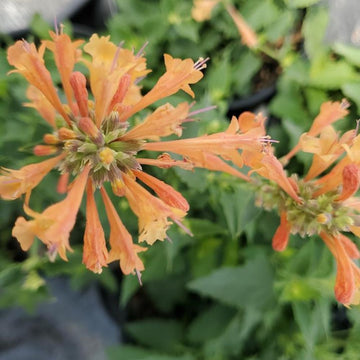 Agastache Hyssop Seeds – Orange