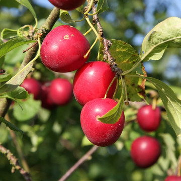 Prunus Cerasifera Seeds