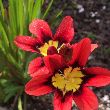 Harlequin Flower Seeds – Red