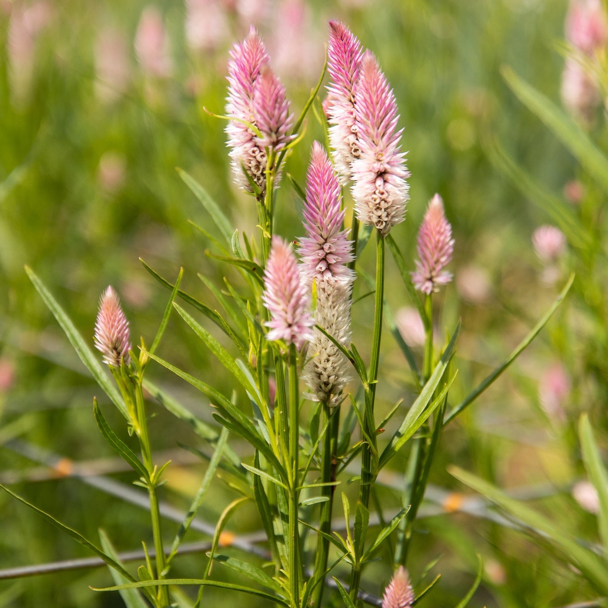 Celosia Seeds - Flamingo Feather