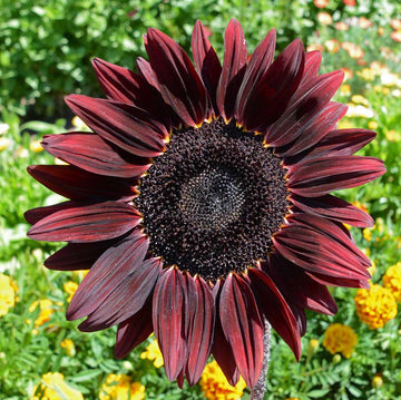 Sunflower Seeds - Maroon