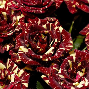 Rose Seeds – Abracadabra