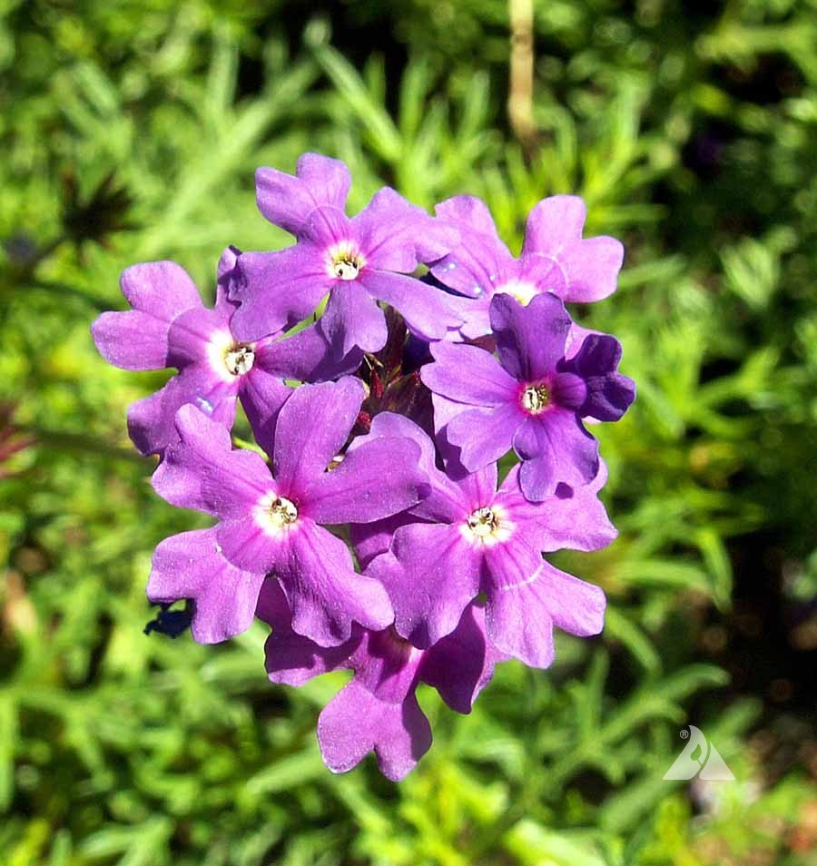 Moss Verbena Seeds – Purple