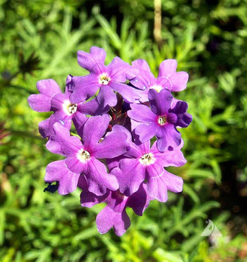 Moss Verbena Seeds – Purple