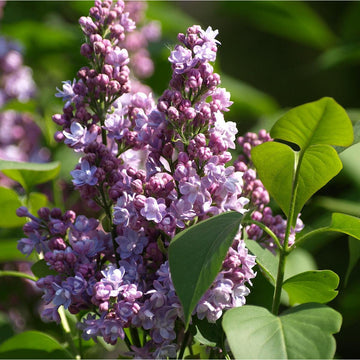 Lilac Seeds – Common Lilac
