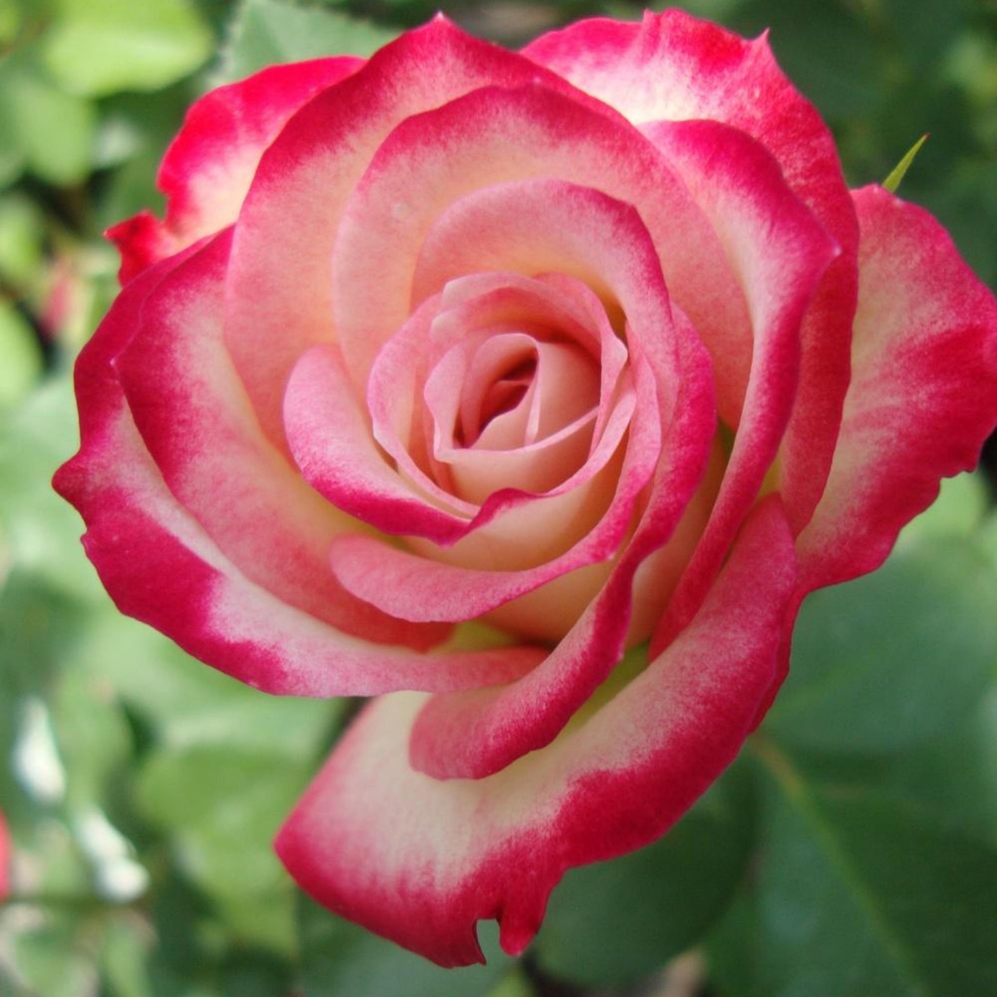 Rosa Seeds – Cherry Parfait