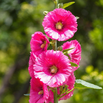 Hollyhock Seeds – Pink Orange