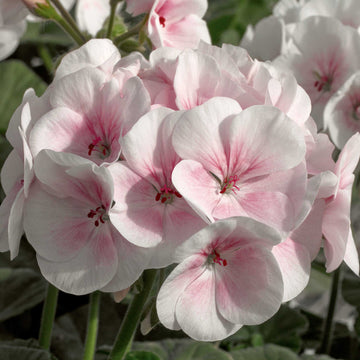 Geranium  Seeds