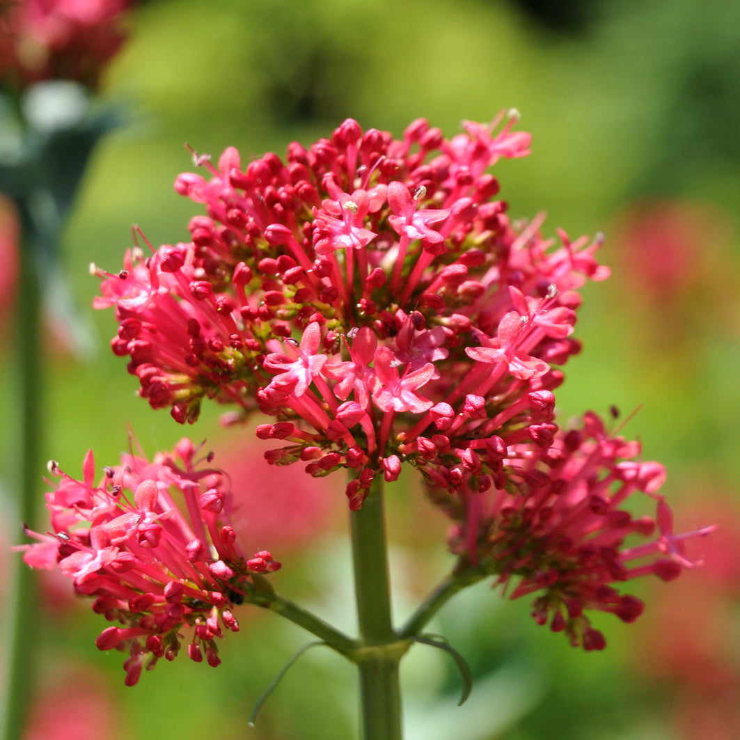 Red Valerian Seeds – Perennial Blooms