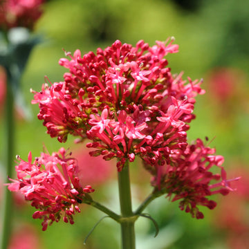 Red Valerian Seeds – Perennial Blooms