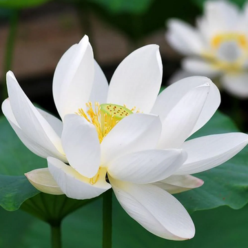 Nymphaea Seeds – White Water Lily
