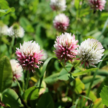 Clover Seeds – Alsike, Heirloom, Pollinator Friendly