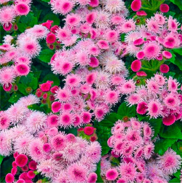 Floss Seeds – Pink