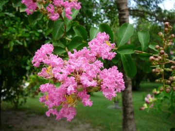 Crape Myrtle Seeds – Pink
