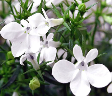 Lobelia Seeds – White Erinus