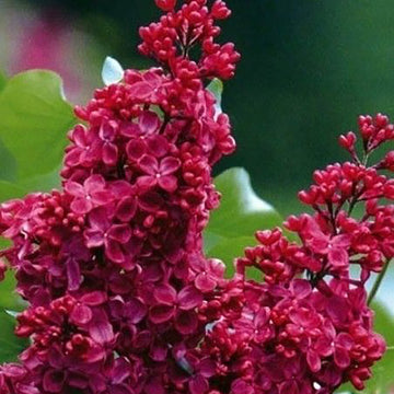 Lilac Seeds – Red Syringa Vulgaris