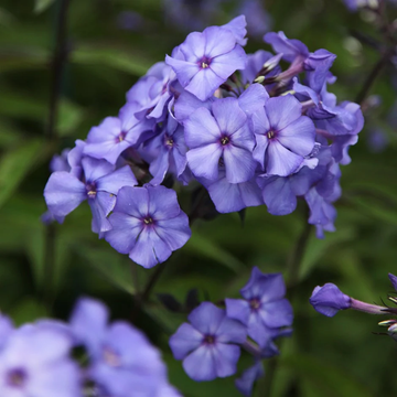 Garden Phlox Seeds – Perennial Mix