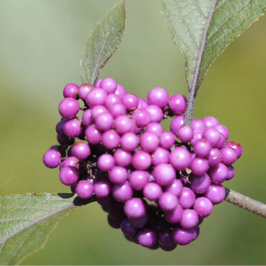 American Beautyberry Seeds