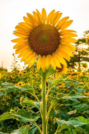 Sunflower Seeds - Gigantic Titan