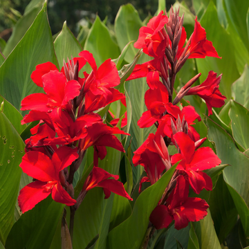 Canna Lily Seeds – Tropical Perennial