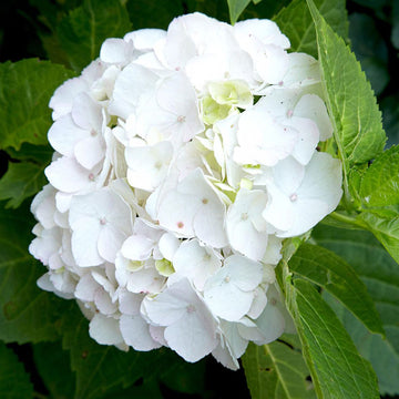 Hydrangea Seeds – White