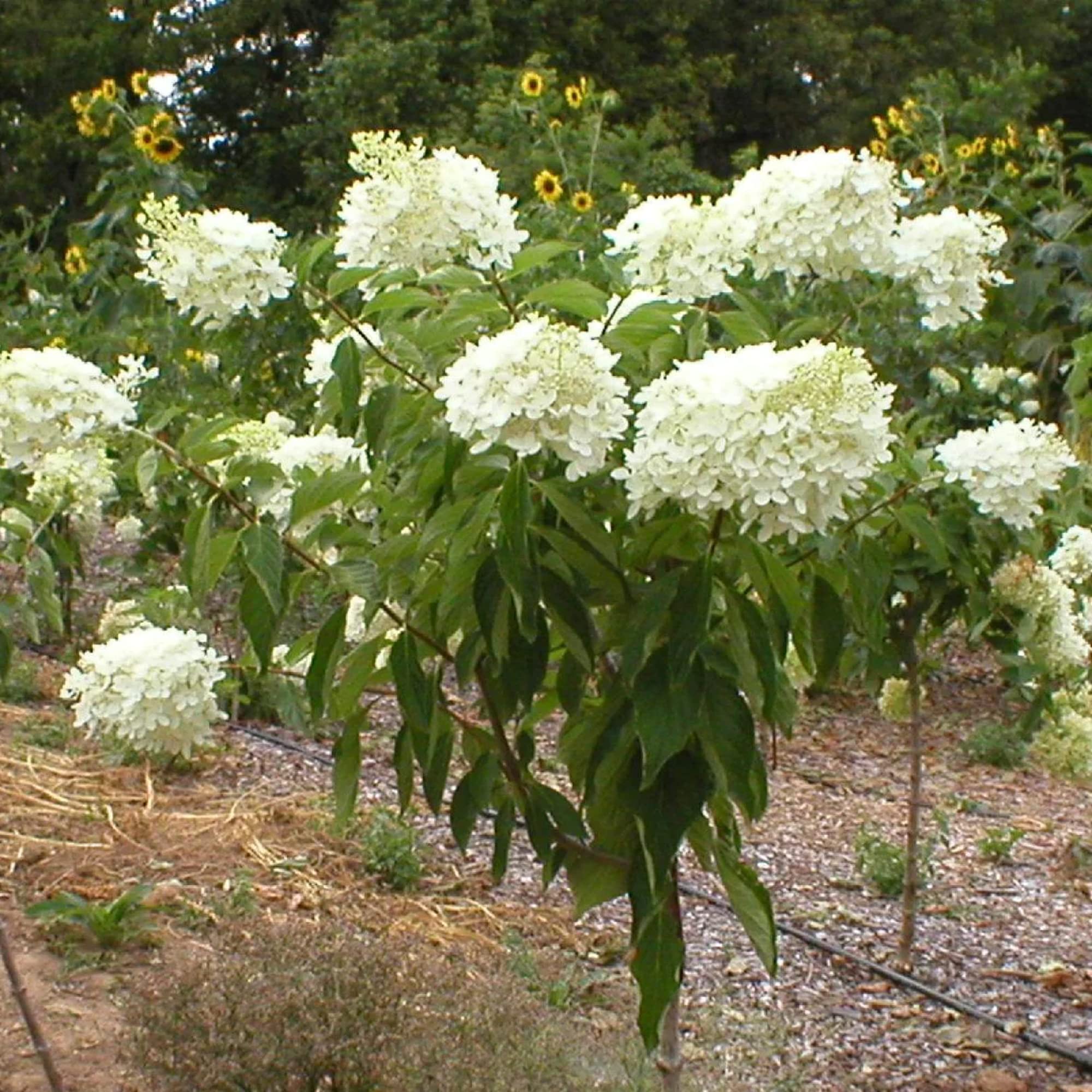 Hydrangea Paniculata Seeds – Hardy Perennial Blooms