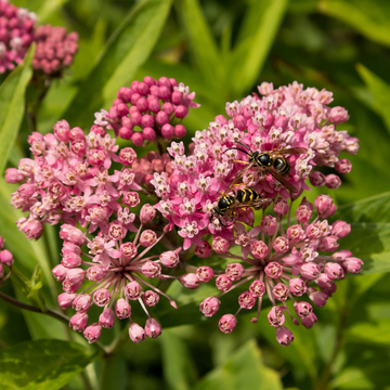 Asclepias Seeds – Incarnata