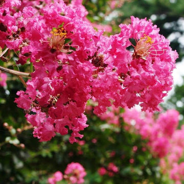 Crape Myrtle Seeds – Vibrant Blooms