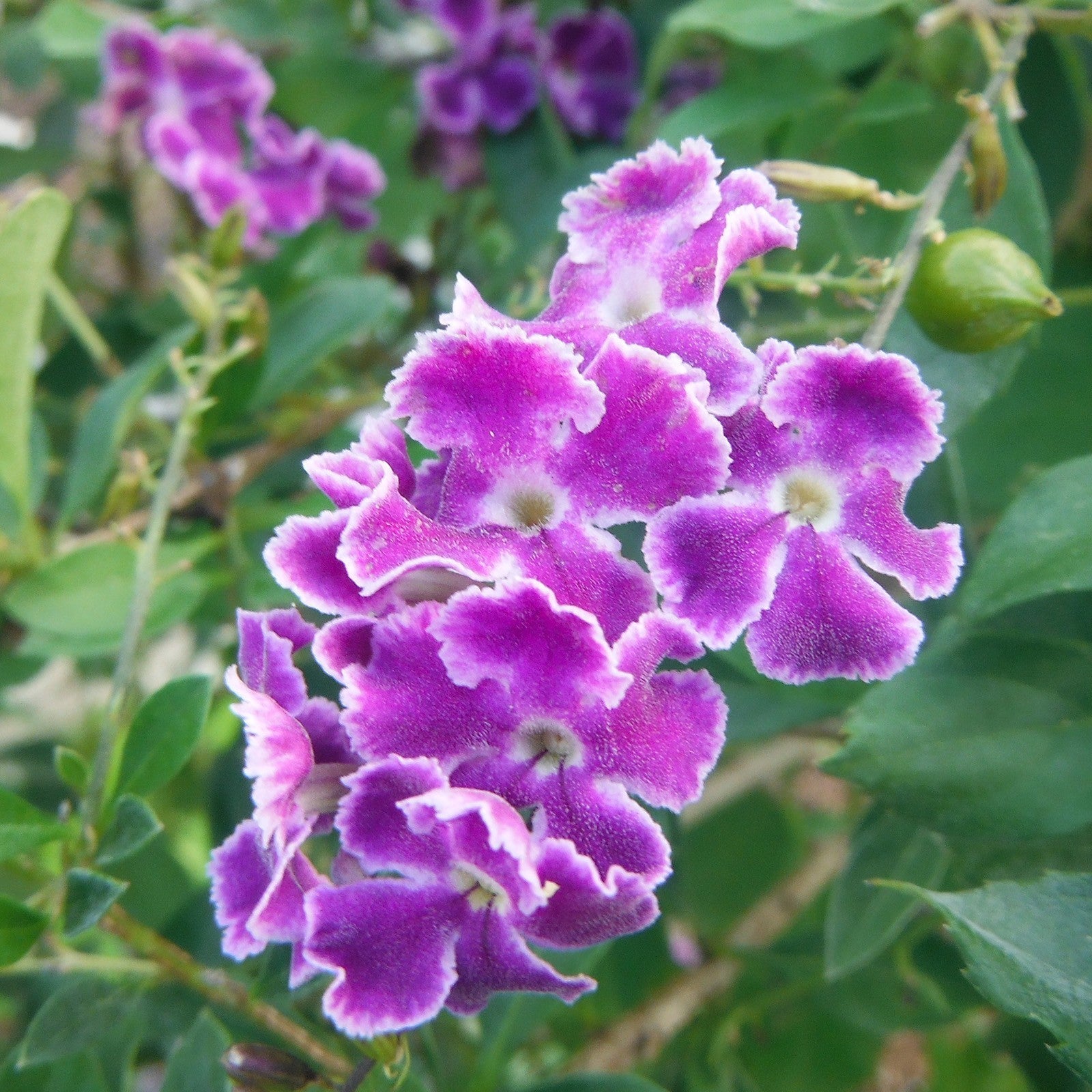 Duranta Seeds – Erecta
