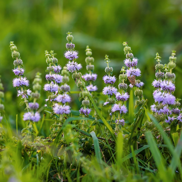 Pennyroyal Seeds – Perennial Ground Cover
