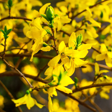 Forsythia Seeds – Yellow Bloom