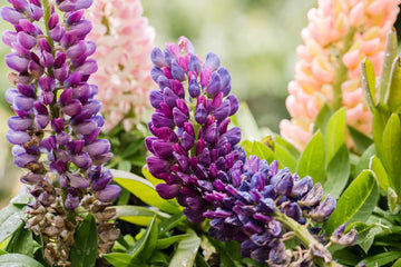 Lupine Seeds – Mixed Colors, Heirloom