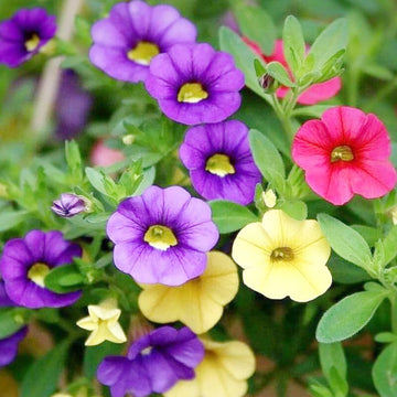 Calibrachoa Seeds – Mini Petunia