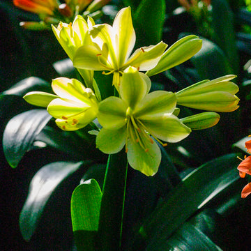Clivia Seeds – Green