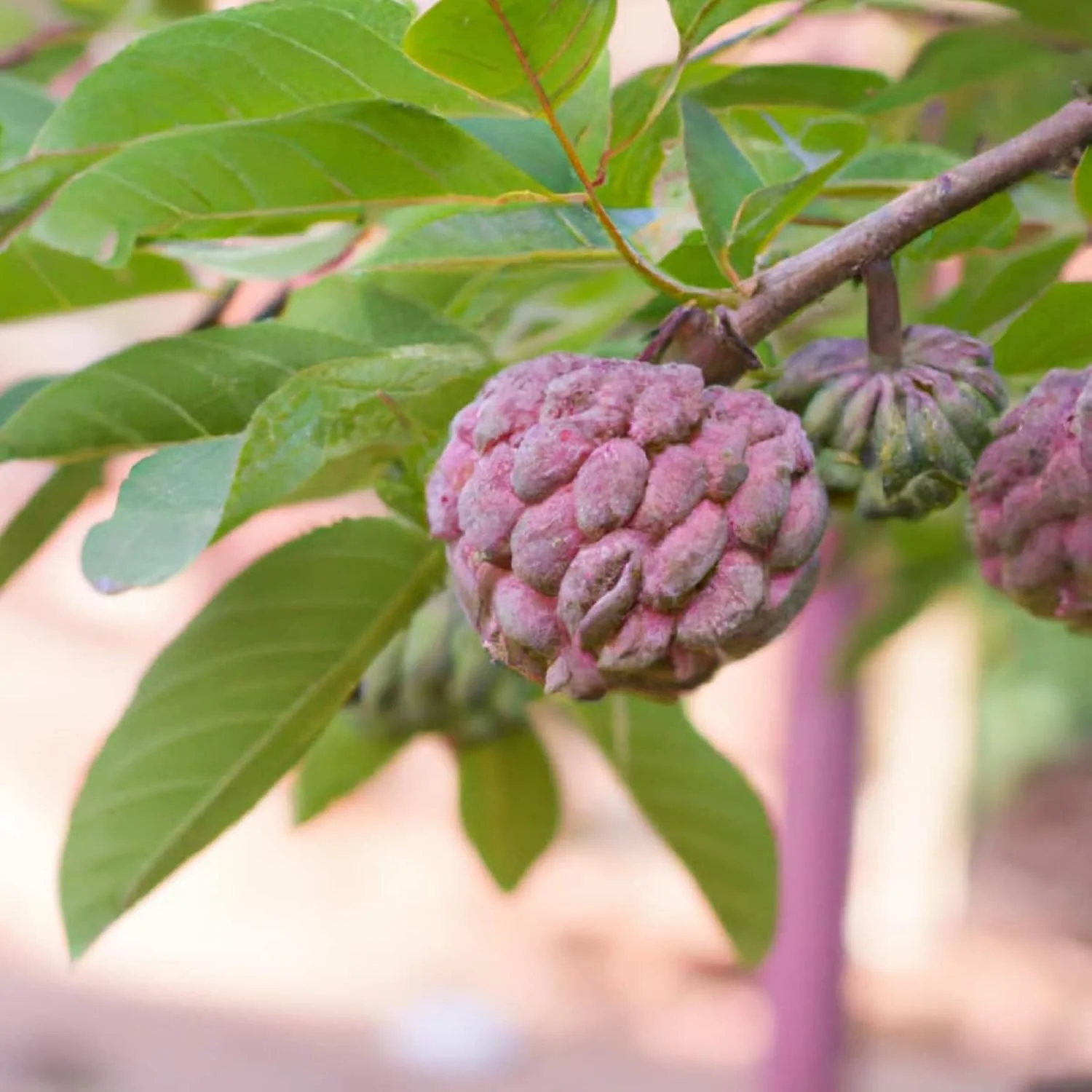 Custard Apple Seeds – Red