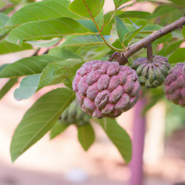 Custard Apple Seeds – Red