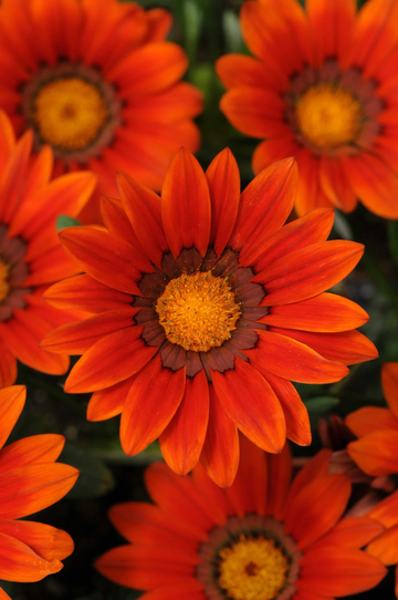 Gazania Seeds - Bronze Shades