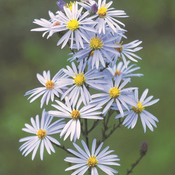 Aster Seeds – Sky Blue