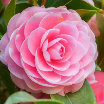 Camellia Seeds – Evergreen