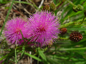 Mimosa Seeds – Quadrivalvis