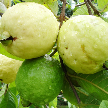 Guava Seeds – Red Psidium Guajava
