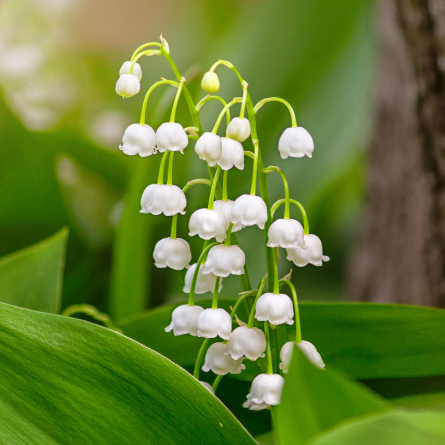 Lily of the Valley Seeds – Fragrant Perennial Blooms