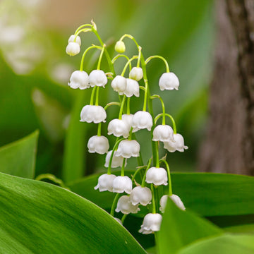 Lily of the Valley Seeds – Fragrant Perennial Blooms