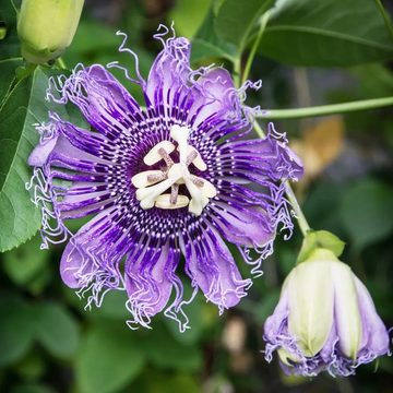 Passiflora Incarnata Seeds – Passion