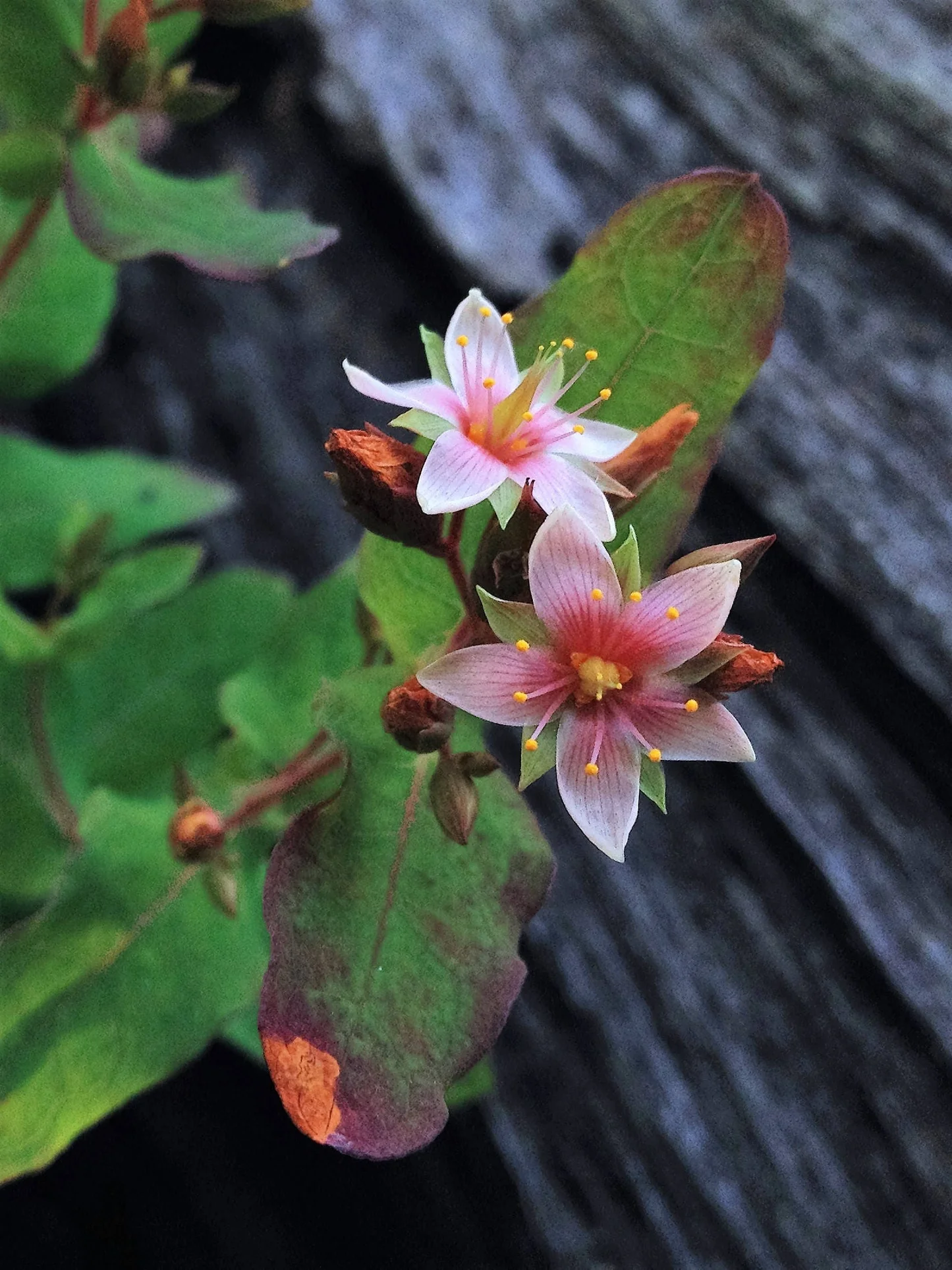 Triadenum Virginicum Seeds – Marsh St. John’s Wort