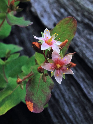 Triadenum Virginicum Seeds – Marsh St. John’s Wort