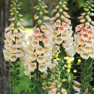 Foxglove Seeds – Peach